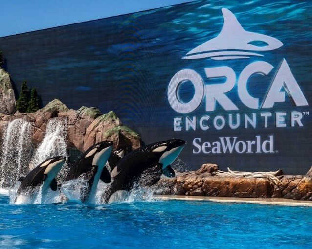 orca encounter sea world