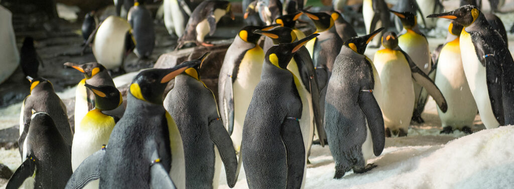 empire of the penguin
