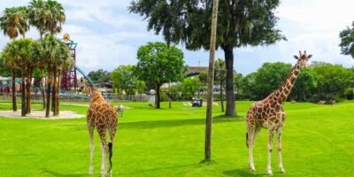 Girafas Busch Gardens
