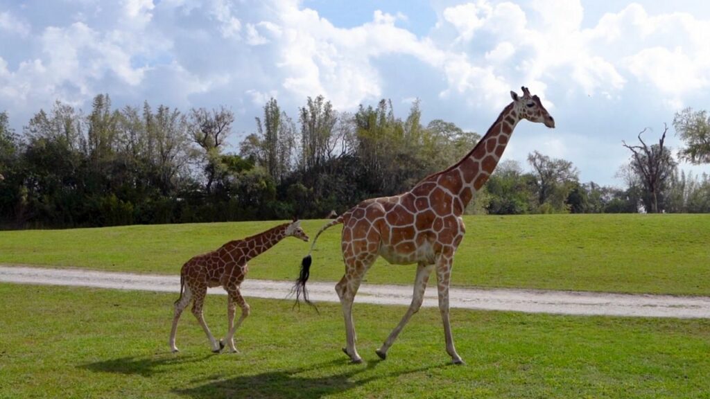 Girafinhas no Busch Gardens