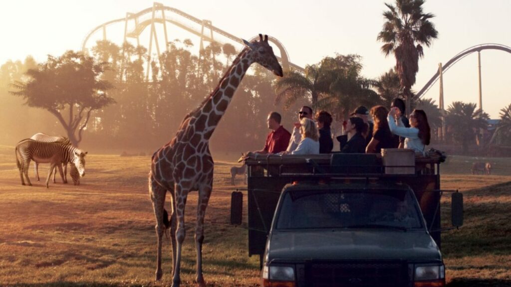 Safari no Busch Gardens