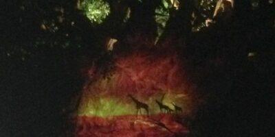 Projeção do show Tree of Life Awakenings iluminando o tronco da Árvore da Vida à noite no Animal Kingdom
