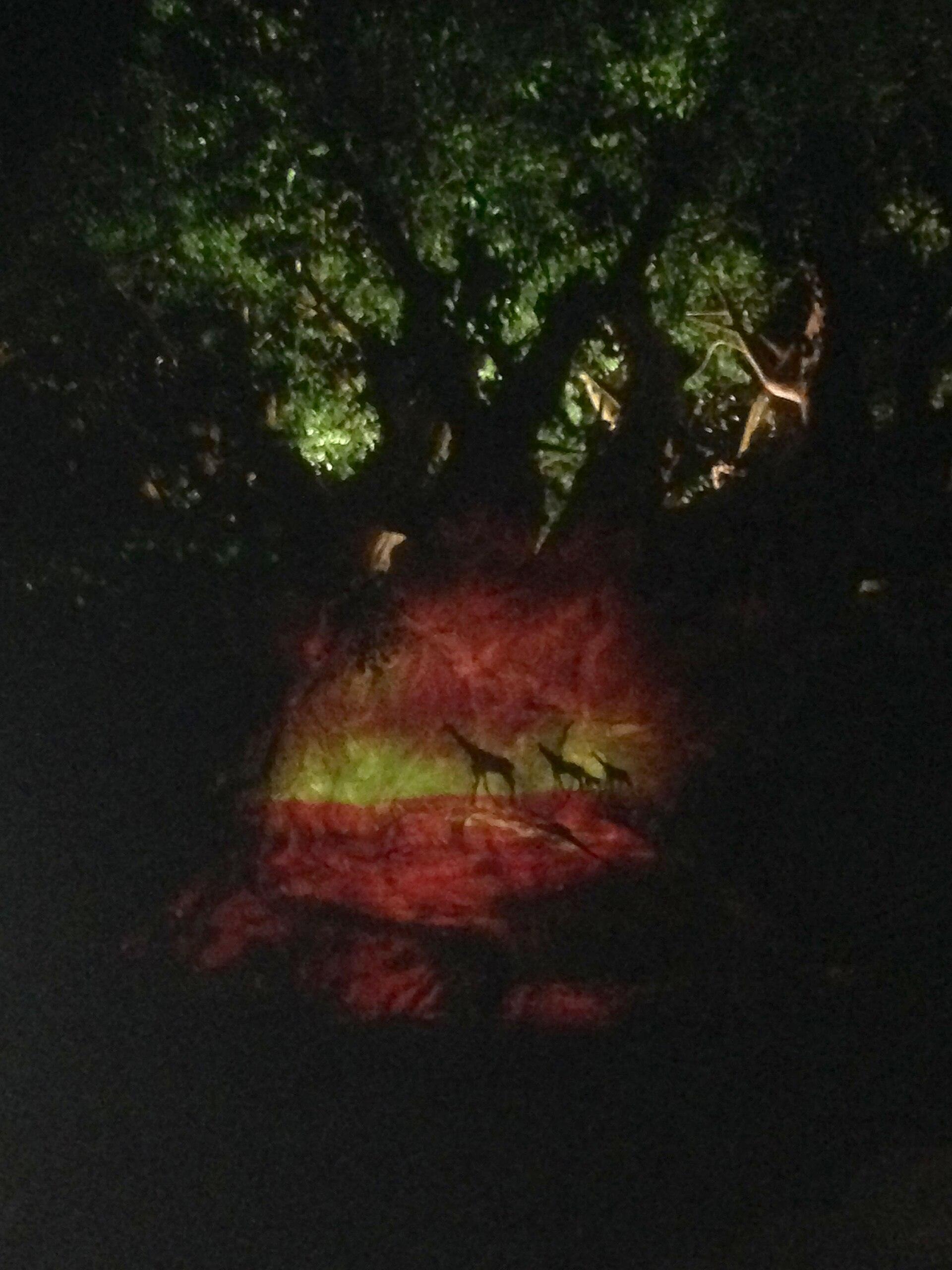 Projeção do show Tree of Life Awakenings iluminando o tronco da Árvore da Vida à noite no Animal Kingdom